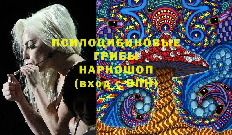 Псилоцибиновые грибы Psilocybe  Гай 